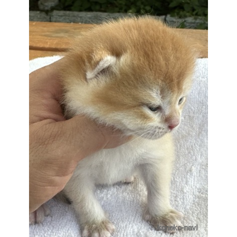 販売中の茨城県のブリティッシュショートヘア-123765の3枚目